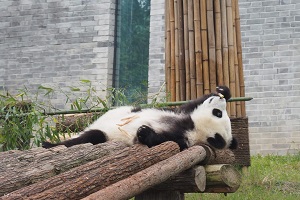 Dujiangyan Panda